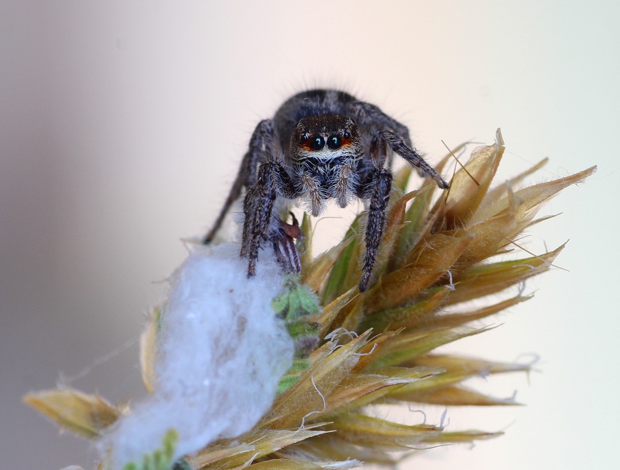 Pellenes seriatus - San Giovanni Rotondo Gargano (FG)