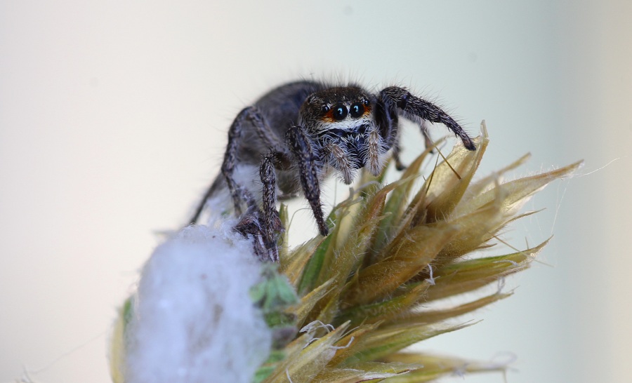 Pellenes seriatus - San Giovanni Rotondo Gargano (FG)