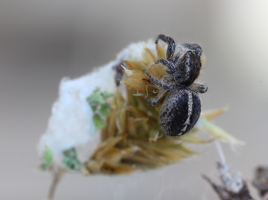 Pellenes seriatus - San Giovanni Rotondo Gargano (FG)