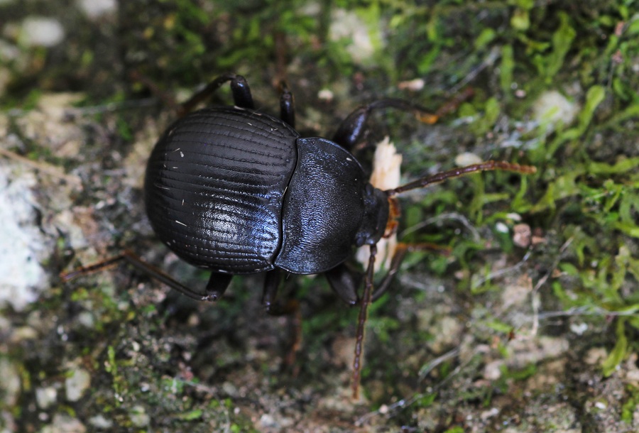 Accanthopus velikensis (Tenebrionidae)