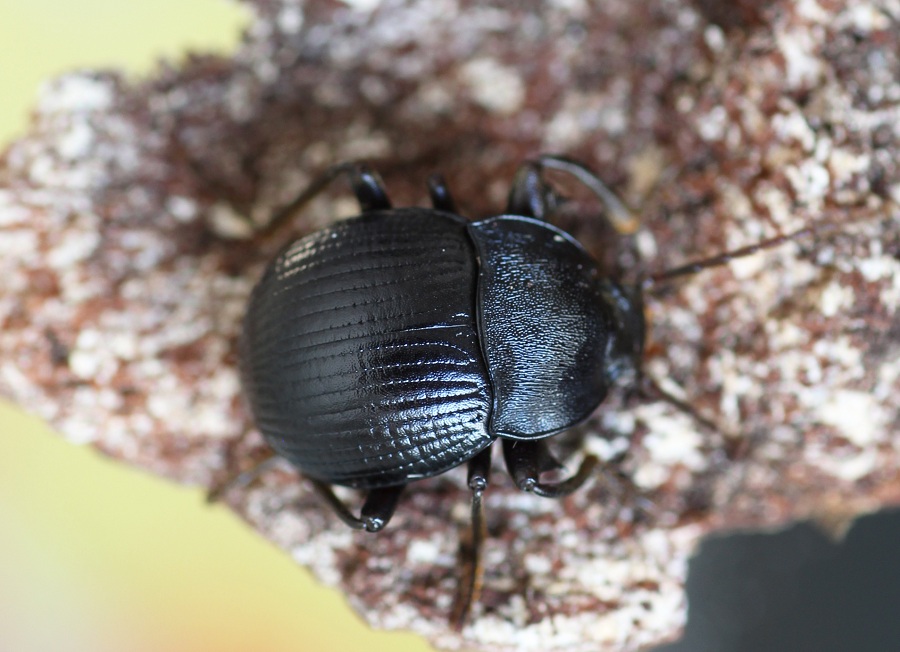 Accanthopus velikensis (Tenebrionidae)