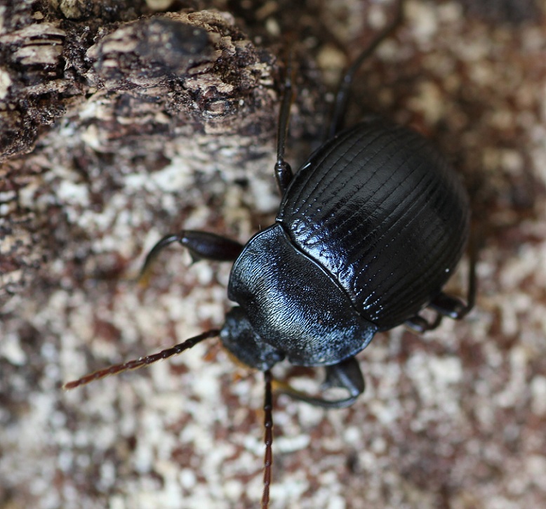 Accanthopus velikensis (Tenebrionidae)