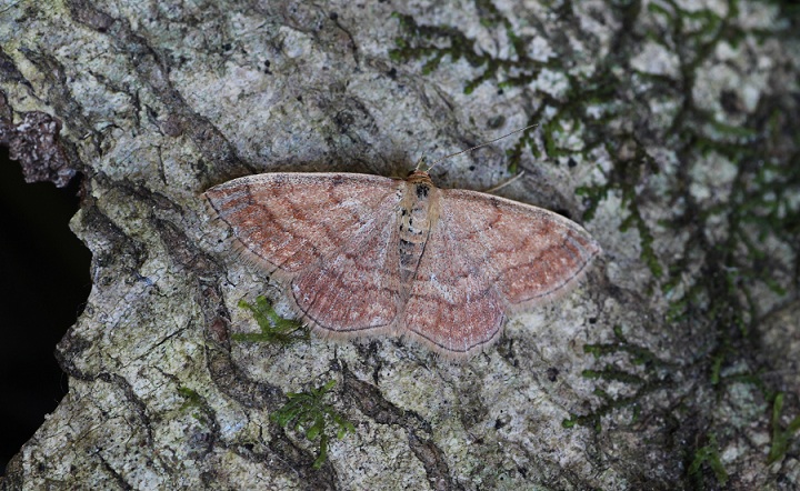 farfalla da id - Scopula (Scopula) rubiginata, Geometridae