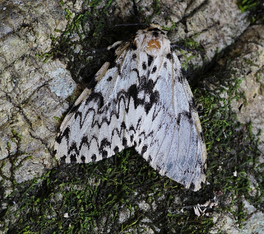 Da determinare - Lymantria monacha, Erebidae Lymantriinae