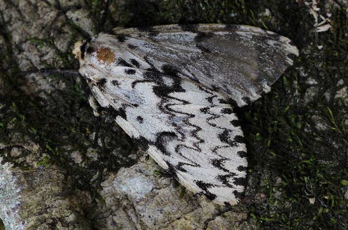 Da determinare - Lymantria monacha, Erebidae Lymantriinae