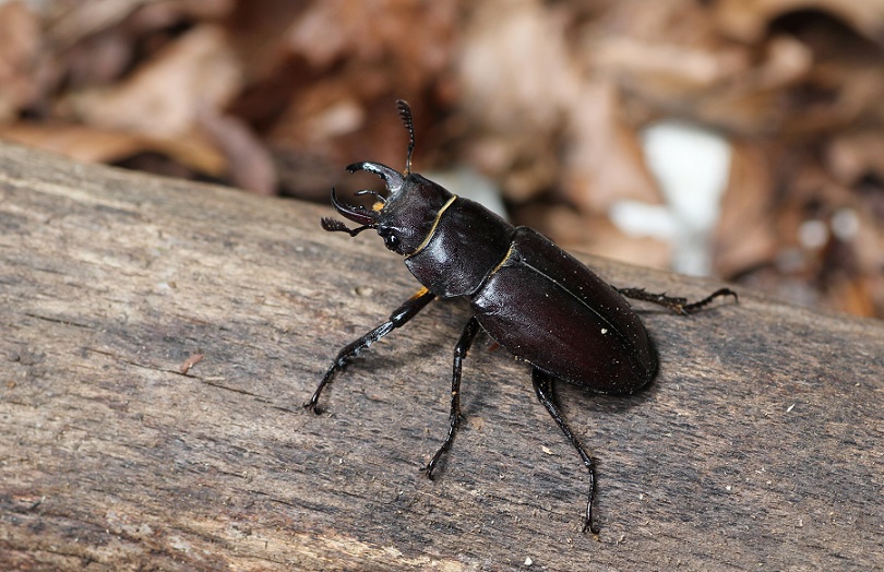 Lucanidae: Lucanus tetraodon ?  S !