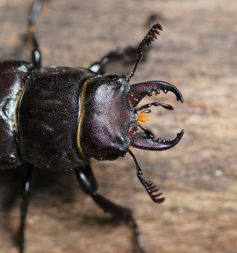 Lucanidae: Lucanus tetraodon ?  S !