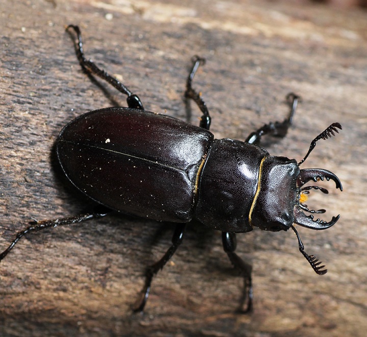 Lucanidae: Lucanus tetraodon ?  S !