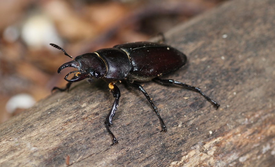 Lucanidae: Lucanus tetraodon ?  S !