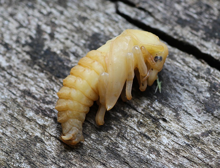 Pupa di Lucanus tetraodon