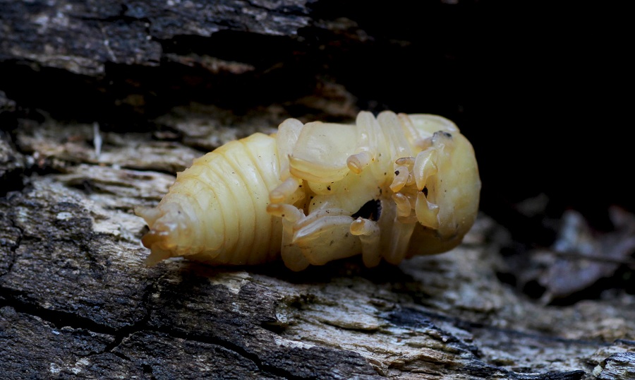 Pupa di Lucanus tetraodon