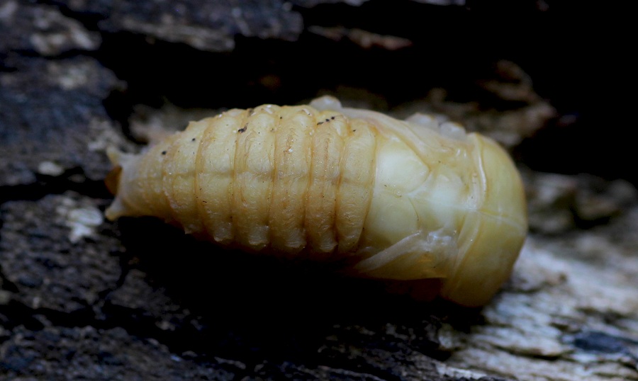 Pupa di Lucanus tetraodon