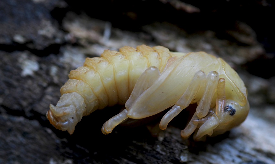 Pupa di Lucanus tetraodon