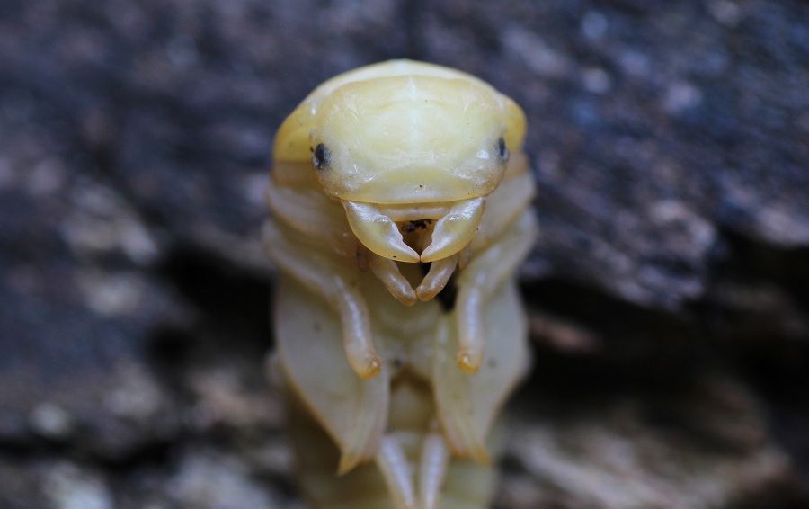 Pupa di Lucanus tetraodon