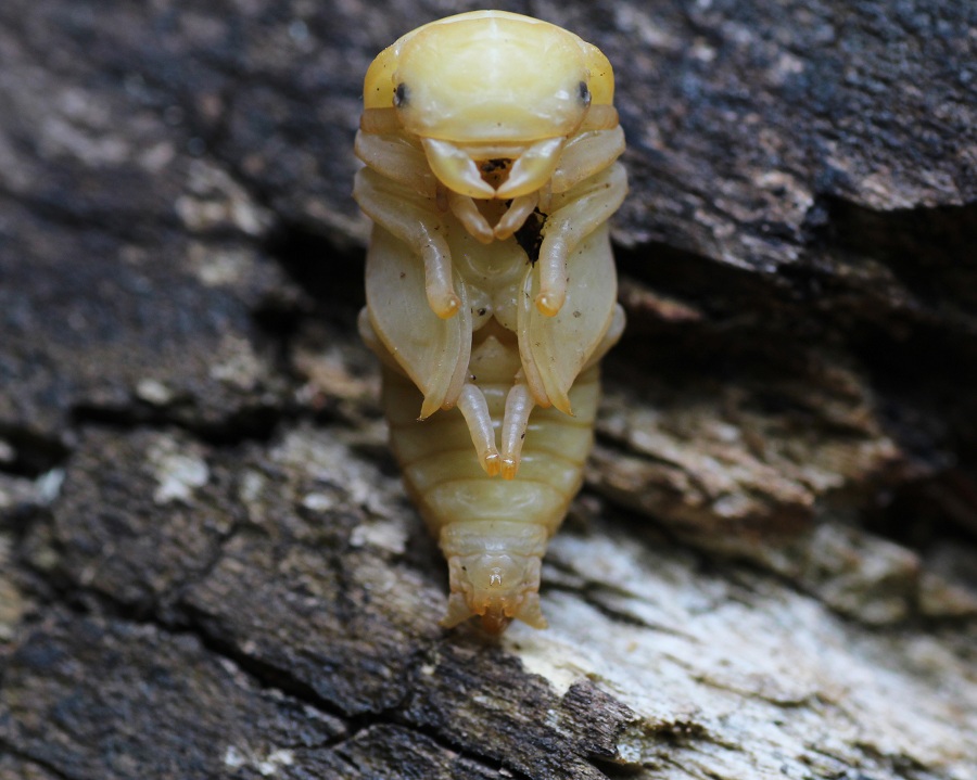 Pupa di Lucanus tetraodon