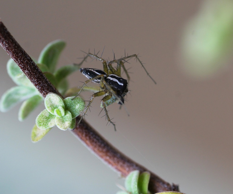 Oxyopes sp. - Manfredonia Gargano (FG)