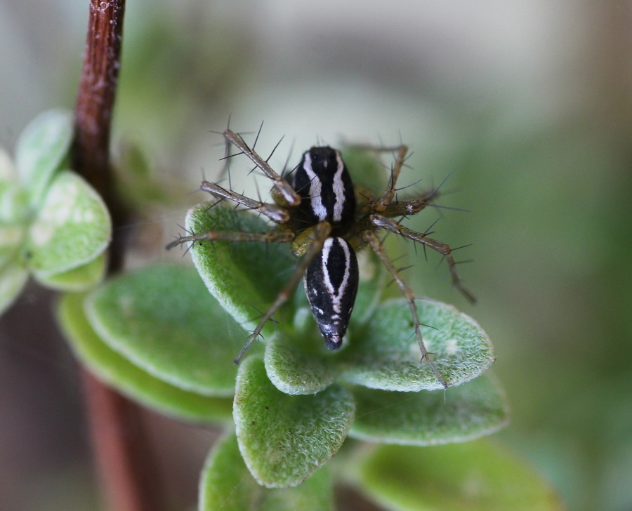 Oxyopes sp. - Manfredonia Gargano (FG)