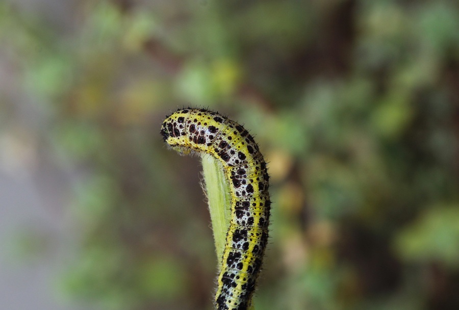 da id - Pieris brassicae, Pieridae