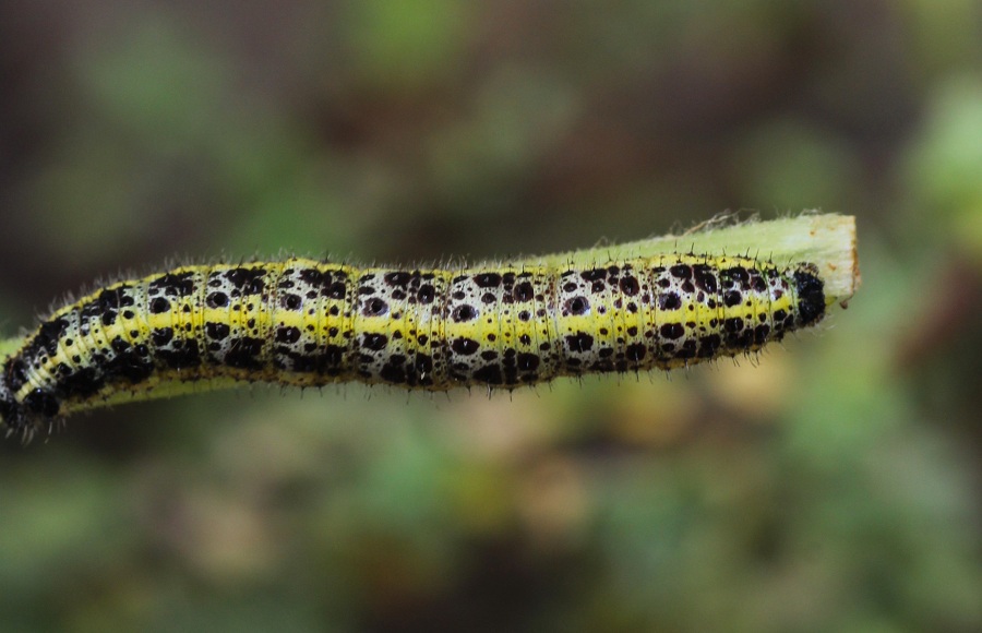 da id - Pieris brassicae, Pieridae