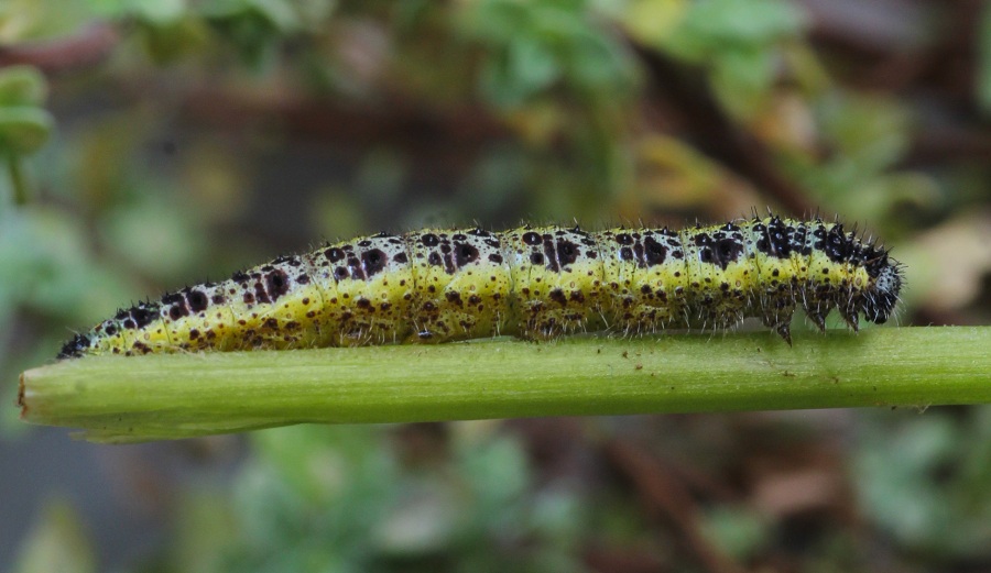 da id - Pieris brassicae, Pieridae