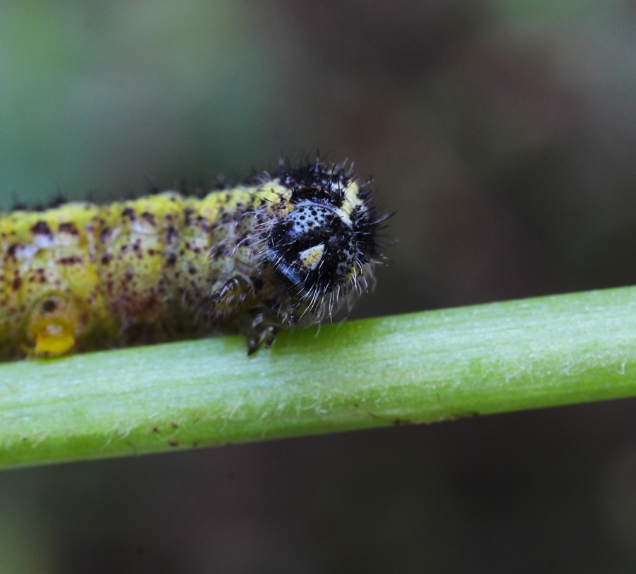 da id - Pieris brassicae, Pieridae