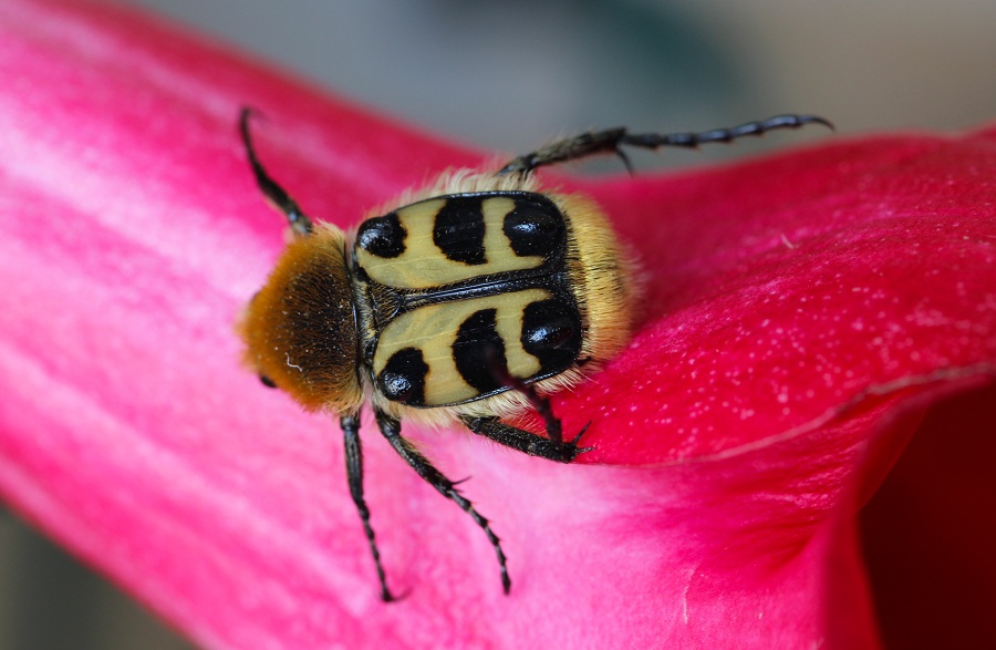 Cetoniidae: Trichius gallicus (= zonatus)