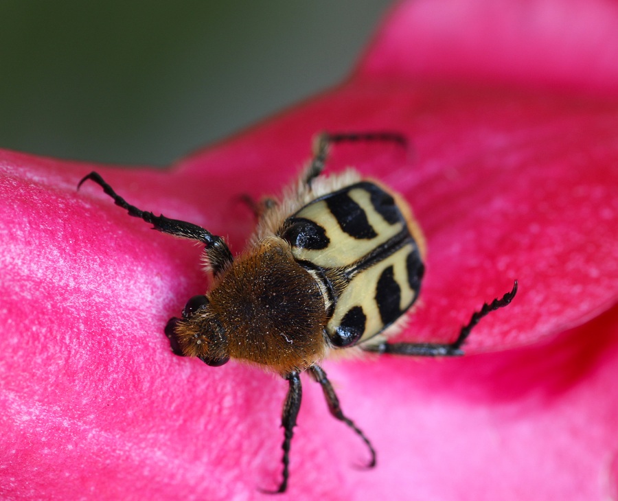 Cetoniidae: Trichius gallicus (= zonatus)