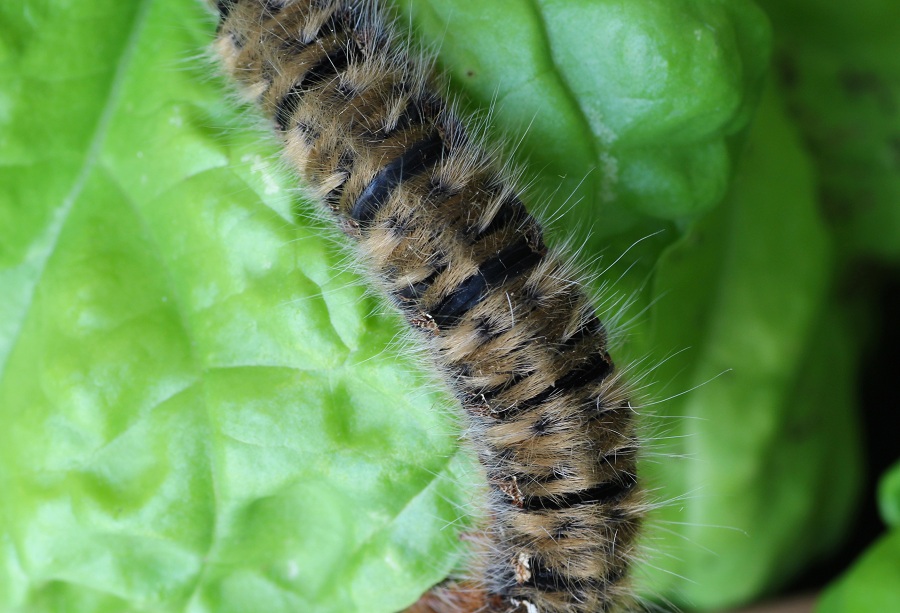 Bruco da id -  Lasiocampa (Lasiocampa) quercus, Lasiocampidae