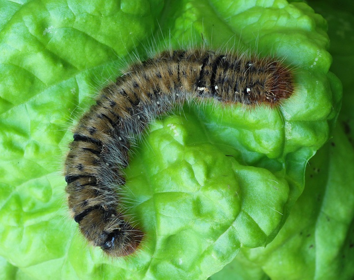 Bruco da id -  Lasiocampa (Lasiocampa) quercus, Lasiocampidae