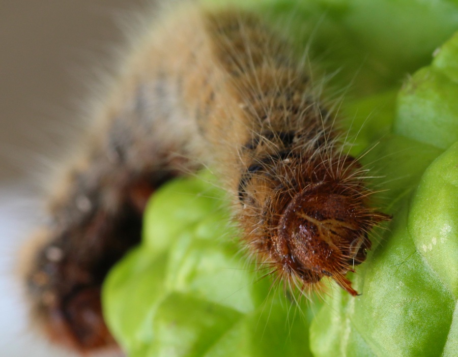 Bruco da id -  Lasiocampa (Lasiocampa) quercus, Lasiocampidae