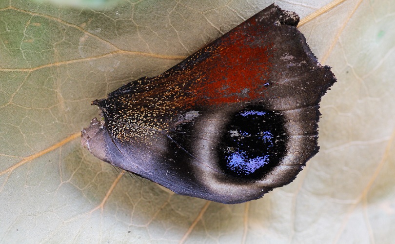 Ala da id - Inachis io, Nymphalidae