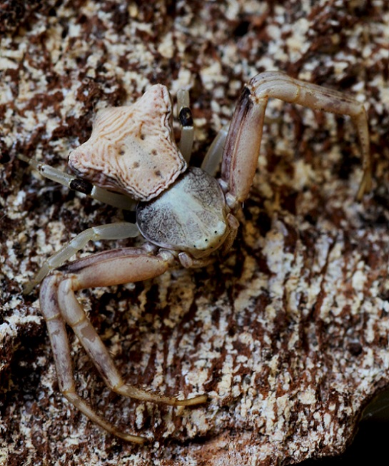 Thomisus onustus ?  No, Pistius truncatus - San Matteo Gargano (FG)