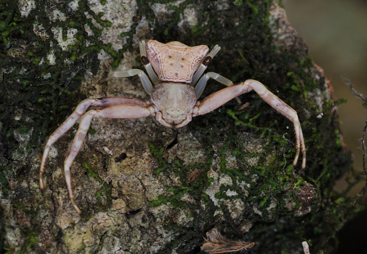 Thomisus onustus ?  No, Pistius truncatus - San Matteo Gargano (FG)