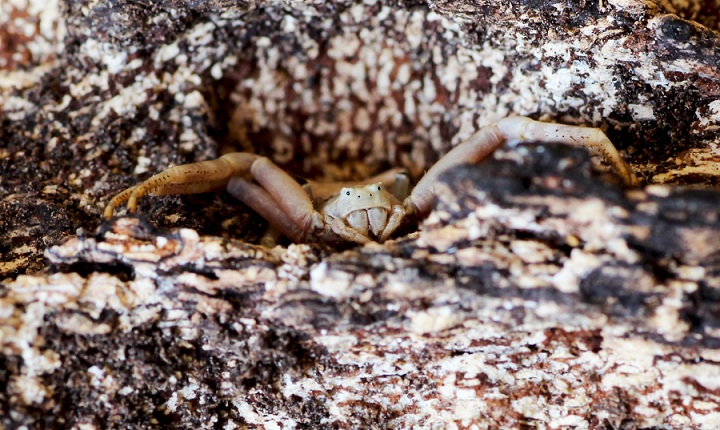 Thomisus onustus ?  No, Pistius truncatus - San Matteo Gargano (FG)