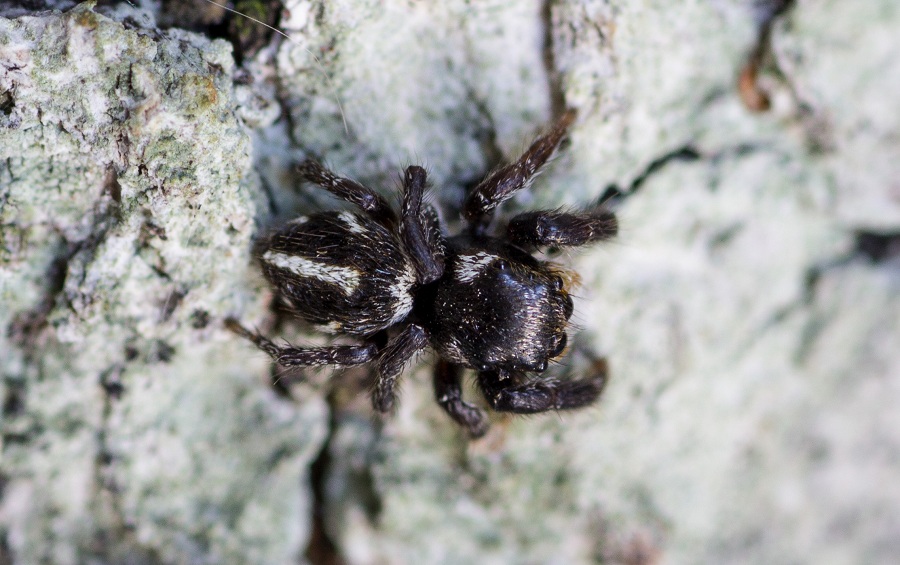 Salticidae: Pellenes sp., maschio - Ruggiano Gargano (FG)