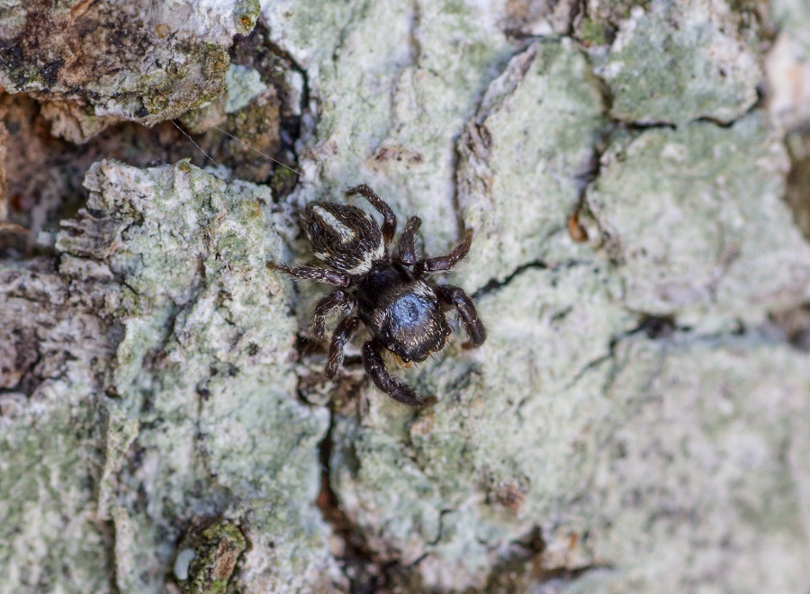 Salticidae: Pellenes sp., maschio - Ruggiano Gargano (FG)