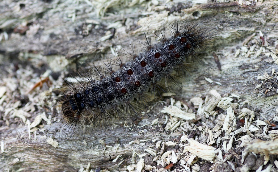 Bruco da id - Lymantria dispar, Erebidae Lymantriinae