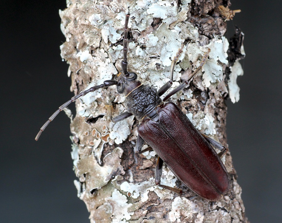 Cerambyx cerdo femmina ? No, Cerambyx welensii