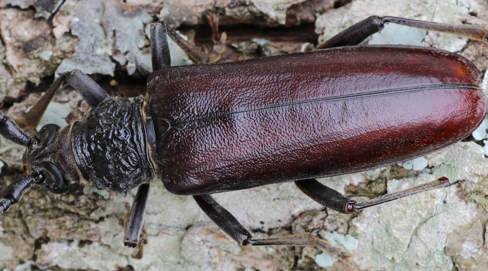 Cerambyx cerdo femmina ? No, Cerambyx welensii