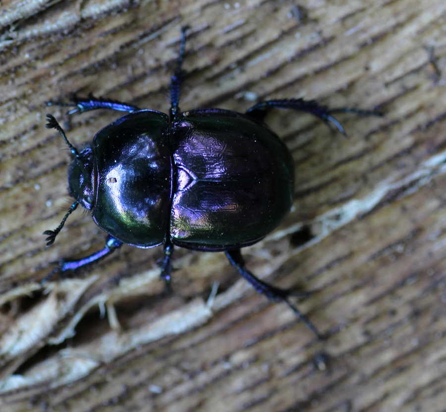 Trypocopris pyrenaeus cyanicolor, Geotrupidae