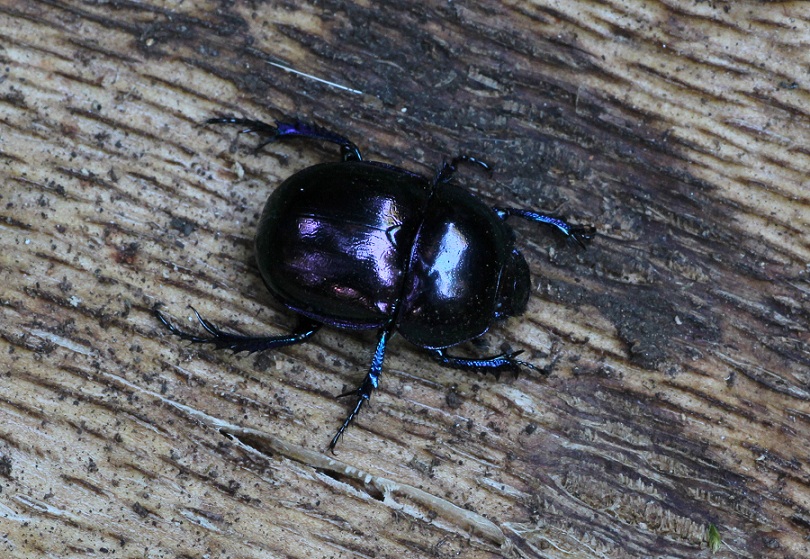 Trypocopris pyrenaeus cyanicolor, Geotrupidae