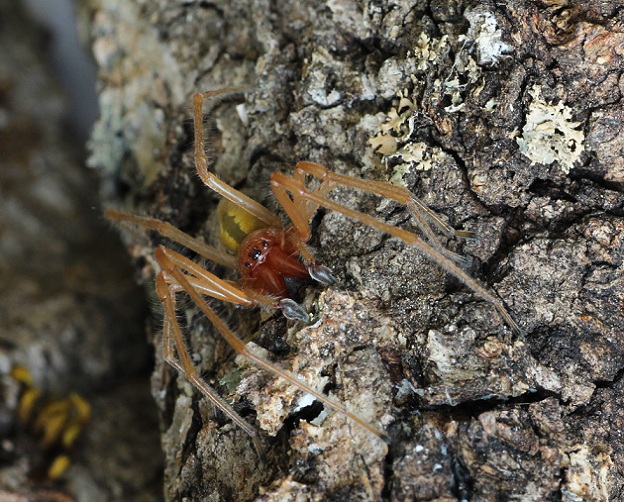 Cheiracanthium punctorium - Ruggiano Gargano (FG)