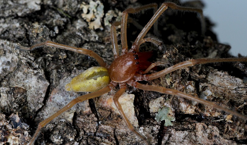 Cheiracanthium punctorium - Ruggiano Gargano (FG)