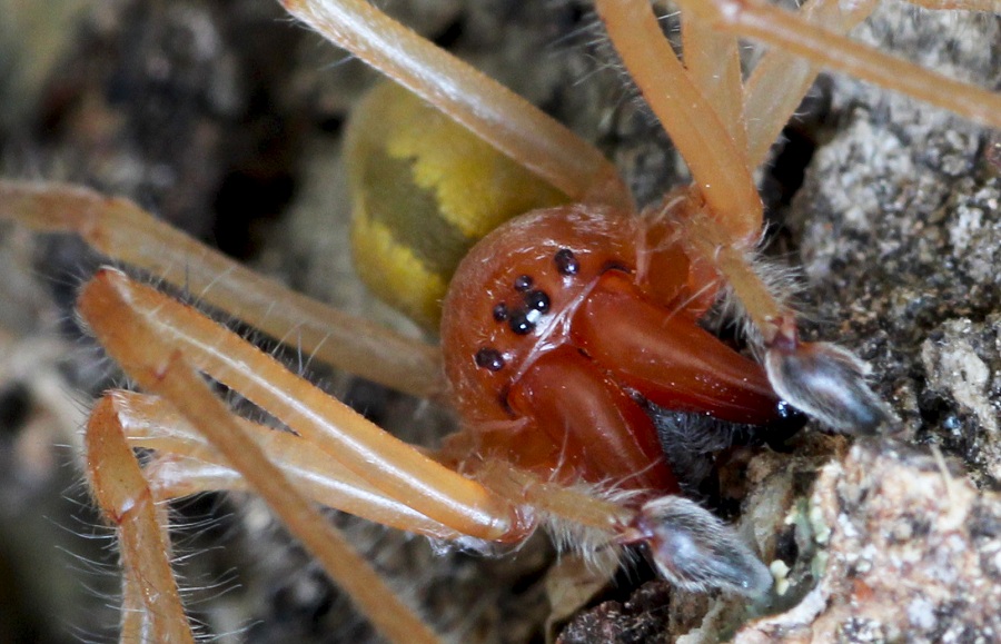 Cheiracanthium punctorium - Ruggiano Gargano (FG)