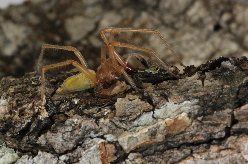 Cheiracanthium punctorium - Ruggiano Gargano (FG)