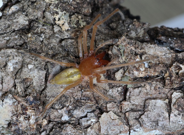 Cheiracanthium punctorium - Ruggiano Gargano (FG)