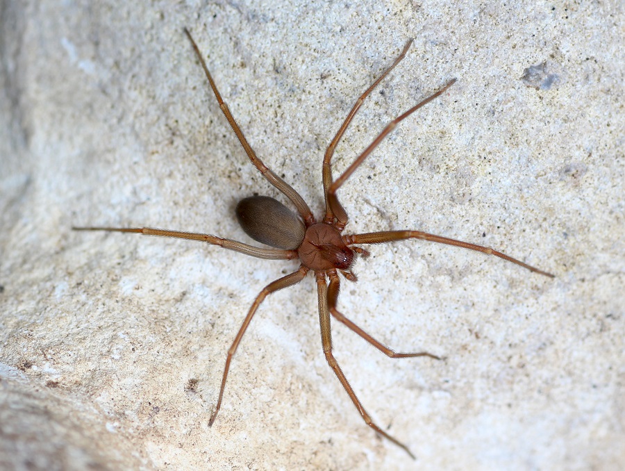 Loxosceles rufescens  - Gargano (FG)