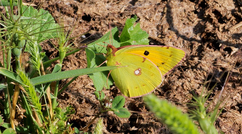 Colias crocea?