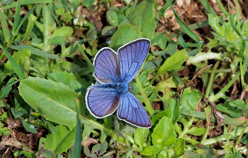 Cyaniris semiargus (Lycaenidae)