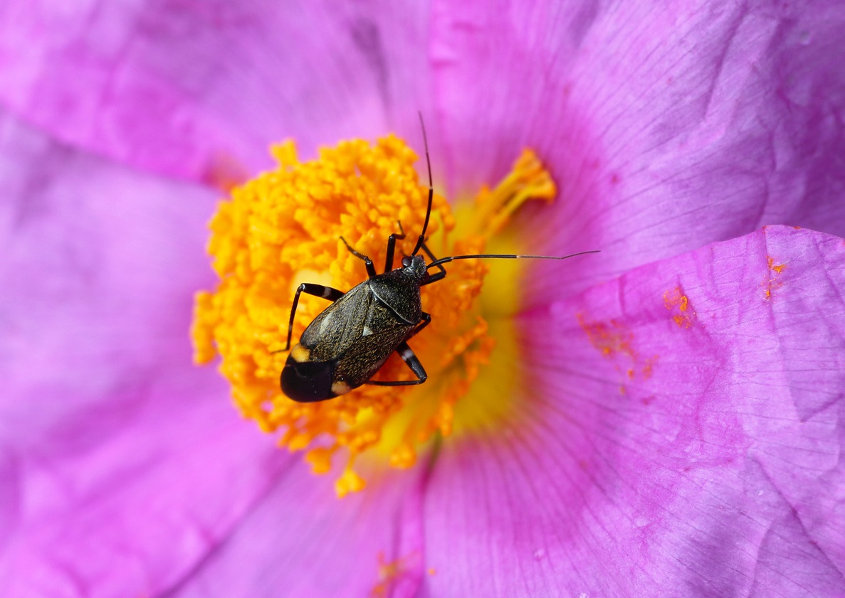 Miridae: Closterotomus cinctipes